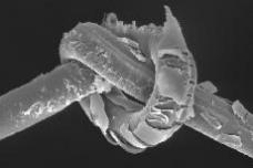 Film-forming polymer from Bayer in hair care products