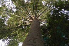 Companies urged to heed call for deforestation-free supply chain