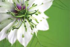 Sowing  'Seeds of Cure'