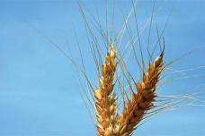 How to Feed the World in 2050