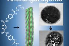 Recycled PET proves effective in killing drug-resistant fungi