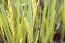 Business Analytic Centre releases EU forecast for rice and other products