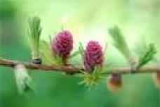 Regular consumption of larch arabinogalactan boosts immune health