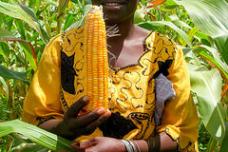 Africa's ideal source of vitamin A