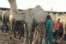 Chr. Hansen, Kenyan enterprise develop camel cheese recipes