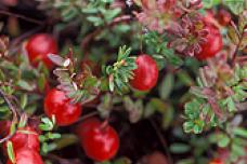 Five fall foods that beat cancer