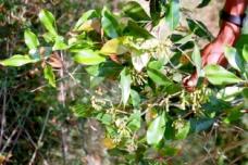 ITC, WIPO to help brand Zanzibar cloves