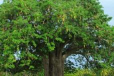 Baobab Foods ventures into nutraceuticals