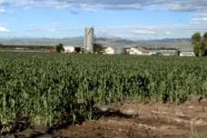 Corn could help farmers control sunflower broomrape weed