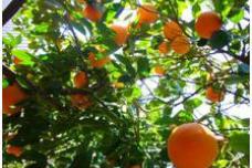 Turkey’s output of oranges drops 20%