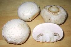 Japan firm to start soilless culture of mushrooms in Changzhou