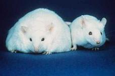 Obesity, age and heart health