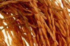 Tanzania high-yield seeds to improve rice output