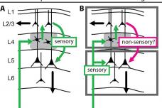New research in rats shows how brain layers work