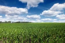 Plant protein discoveries could ease food, fuel demands