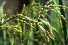 Food Tank recognises farming initiatives
