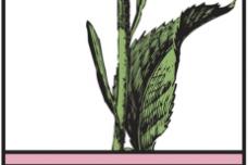 Natac joins American Botanical Council's  Adopt-an-Herb Program