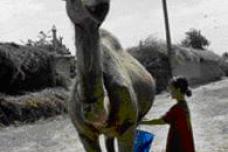 Chr. Hansen reaches out to small-scale camel owners in rural Africa