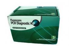 Real-time PCR Kit