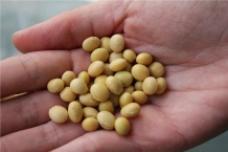 Asia Pacific has highest growth opportunities for soybean