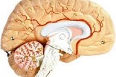 Saliva gland test for Parkinson’s disease shows promise