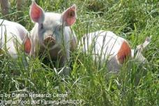 Learning from Denmark – doing away with growth promoters