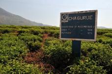 Mozambique to revive tea production