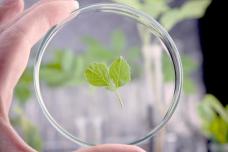 Frutarom launches phytopharmaceutical ingredients line