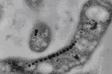 Endowing cells with a magnetic personality