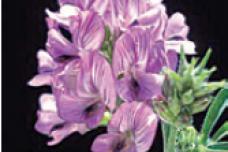 S&W Seed acquires alfalfa supplier to MENA