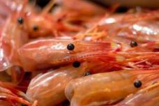 German research aims to convert shell waste to polymer precursors