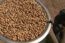 SENEGAL: Casamance peanut farmers threaten to block exports