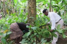 African plant could lead to cure for Alzheimer’s