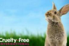 Australia considering a ban on animal testing
