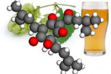 Beer’s bitter compounds could help brew new medicines
