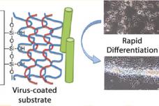 Speeding up bone growth by manipulating stem cells
