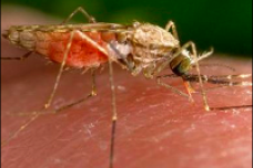New research on the control of mosquito-borne diseases