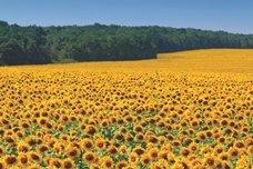 Vitamin E range derived from natural sources