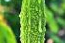 Bitter melon extract may have cancer-fighting potential