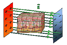 Scarless tissue generation via short pulsed electric fields