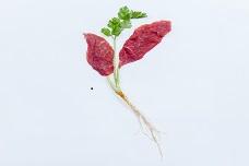 Advances in clean meat production