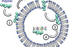 Polymer that kills drug-resistant bacteria
