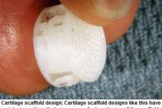 Newly grown engineered cartilage in sight