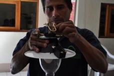 Coffee effluent, next energy source?