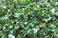Broccoli sprout beverage may enhance detoxification
