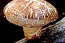 The Costa Group acquires Adelaide Mushrooms