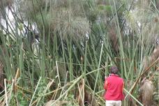 Papyrus to be grown on plastic floating islands