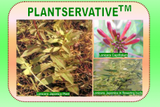 in-cosmetics Asia: A natural approach to paraben-free products