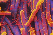 Study tackles targeted surveillance for C. difficile