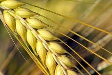 Benson Hill, AB InBev to improve barley quality